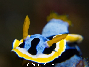 Nudi by Beate Seiler 